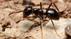 Animale care se hrănesc cu furnici